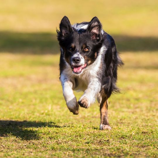 Teaching Your Dog to Come When Called: Tips and Tricks