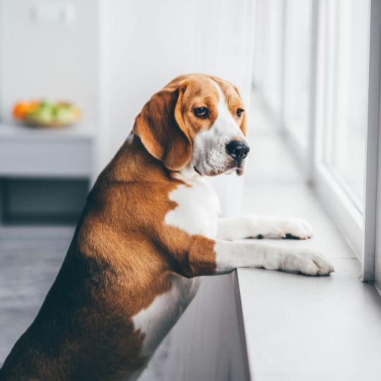 Dealing with Separation Anxiety: How to Help Your Dog Cope
