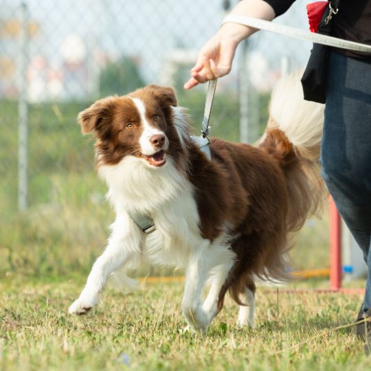 Training Your Dog to Walk Nicely on a Leash: Common Mistakes to Avoid