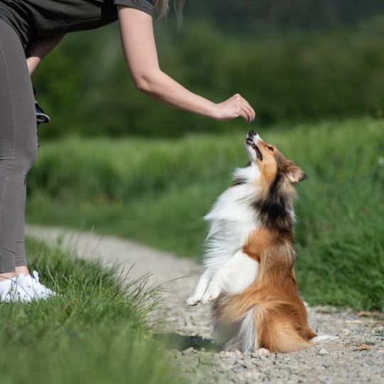 The Benefits of Positive Reinforcement Training for Dogs